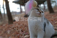 길고양이, 고양이, 냥이, cat, 반려동물, 사진,이미지,일러스트,캘리그라피 - Deep bLUE작가 크라우드픽 - 저작권 걱정 없는 상업용 이미지