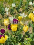 flower, 튤립, 꽃, 봄, spring, 사진,이미지,일러스트,캘리그라피 - heeglepic작가 크라우드픽 - 저작권 걱정 없는 상업용 이미지