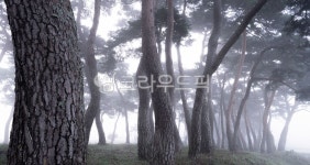 파노라마, 소나무, 소나무숲, 숲, 새벽, 사진,이미지,일러스트,캘리그라피 - 서은작가 크라우드픽 - 저작권 걱정 없는 상업용 이미지