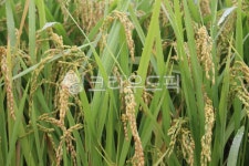 vegetation, 초목, plant, 식물, nature, 사진,이미지,일러스트,캘리그라피 - Naksendi82작가 크라우드픽 - 저작권 걱정 없는 상업용 이미지