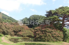 명옥헌정원, 연못, 백일홍, 소나무, 배롱나무, 사진,이미지,일러스트,캘리그라피 - 언제나민들레작가 크라우드픽 - 저작권 걱정 없는 상업용 이미지