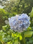 plant, 식물, 수국, 꽃, hydrangea, 사진,이미지,일러스트,캘리그라피 - Nsywwww90작가 크라우드픽 - 저작권 걱정 없는 상업용 이미지