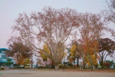 나무, 플라타너스, 임고초등학교, 100년나무, 가을, 사진,이미지,일러스트,캘리그라피 - 쓰언작가 크라우드픽 - 저작권 걱정 없는 상업용 이미지