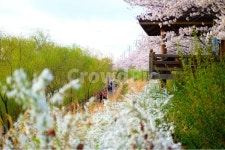 감성, 봄, 추억, 산책, 꽃, 사진,이미지,일러스트,캘리그라피 - 피로누적작가 크라우드픽 - 저작권 걱정 없는 상업용 이미지