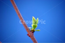 봄, 새싹, 라일락, 향기, 새순, 사진,이미지,일러스트,캘리그라피 - Ncubible작가 크라우드픽 - 저작권 걱정 없는 상업용 이미지