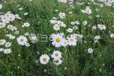 꽃, 데이지, flower, daisy, 샤스타데이지, 사진,이미지,일러스트,캘리그라피 - hi5857titi작가 크라우드픽 - 저작권 걱정 없는 상업용 이미지