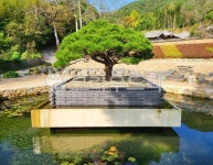 연못, 소나무, 정원, 한국정원, 한국문화, 사진,이미지,일러스트,캘리그라피 - currere작가 크라우드픽 - 저작권 걱정 없는 상업용 이미지