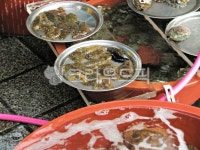 수산시장, 시장, 전복, 조개, 해삼, 사진,이미지,일러스트,캘리그라피 - 치과원장작가 크라우드픽 - 저작권 걱정 없는 상업용 이미지