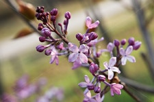 라일락, 라일락꽃, 꽃, 꽃잎, 봄곷, 사진,이미지,일러스트,캘리그라피 - 함께사는세상작가 크라우드픽 - 저작권 걱정 없는 상업용 이미지