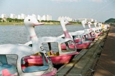 오리배, 동촌유원지, 대구동촌유원지, 오리, 필름사진 사진, 이미지 - 빛을담다작가 크라우드픽 - 상업용 이미지 중개 서비스