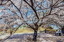 벚꽃, cherryblossoms, 플라워, flower, 4월, 사진,이미지,일러스트,캘리그라피 - 드래곤볼작가 크라우드픽 - 저작권 걱정 없는 상업용 이미지