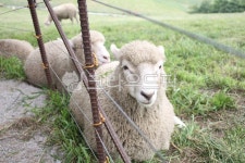 양, 양떼목장, 동물, sheep, 가축, 사진,이미지,일러스트,캘리그라피 - 감성충만작가 크라우드픽 - 저작권 걱정 없는 상업용 이미지