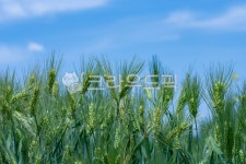 초목, 식물, 밀, plant, vegetation, 사진,이미지,일러스트,캘리그라피 - 탕무작가 크라우드픽 - 저작권 걱정 없는 상업용 이미지