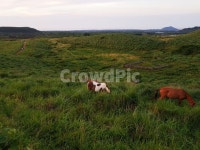 말, 제주오름, 초원, 자연, 동물, 사진,이미지,일러스트,캘리그라피 - JDDu작가 크라우드픽 - 저작권 걱정 없는 상업용 이미지