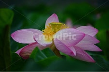 plant, 식물, blossom, flower, 꽃, 사진,이미지,일러스트,캘리그라피 - 영산공작가 크라우드픽 - 저작권 걱정 없는 상업용 이미지