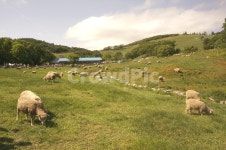 양떼목장, 대관령, 풀뜯는양, 초원, 휴식, 사진,이미지,일러스트,캘리그라피 - Nyegreens작가 크라우드픽 - 저작권 걱정 없는 상업용 이미지