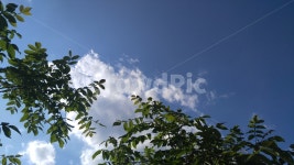 나무, 식물, 녹색, 하늘, 푸른색, 사진,이미지,일러스트,캘리그라피 - newsun작가 크라우드픽 - 저작권 걱정 없는 상업용 이미지