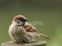 참새, 조류, 동물, 공원, birds, 사진,이미지,일러스트,캘리그라피 - Nicesegoo작가 크라우드픽 - 저작권 걱정 없는 상업용 이미지