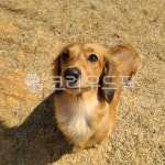 동물, animal, dog, 개, pet, 사진,이미지,일러스트,캘리그라피 - MOON76작가 크라우드픽 - 저작권 걱정 없는 상업용 이미지