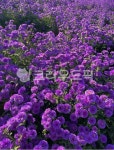 purple, flower, 꽃, 아스타국화, 보라, 사진,이미지,일러스트,캘리그라피 - gj8154작가 크라우드픽 - 저작권 걱정 없는 상업용 이미지