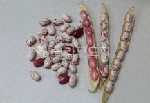 콩, bean, 호랑이콩, 생콩, 강낭콩, 사진,이미지,일러스트,캘리그라피 - 고운경작가 크라우드픽 - 저작권 걱정 없는 상업용 이미지