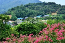 outdoors, 옥외, nature, 자연, 영광불갑면회산마을배롱나무, 사진,이미지,일러스트,캘리그라피 - 영산공작가 크라우드픽 - 저작권 걱정 없는... 