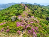 제암산, 철쭉, 철쭉꽃, 개화, 꽃, 사진,이미지,일러스트,캘리그라피 - cstrike작가 크라우드픽 - 저작권 걱정 없는 상업용 이미지