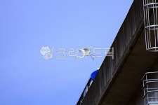 새, 조류, 하늘, 파란하늘, 두루미, 사진,이미지,일러스트,캘리그라피 - Nbocrates68작가 크라우드픽 - 저작권 걱정 없는 상업용 이미지