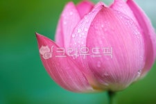 꽃, petal, dahlia, 꽃잎, leaf, 사진,이미지,일러스트,캘리그라피 - 대포동1호작가 크라우드픽 - 저작권 걱정 없는 상업용 이미지