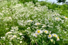 꽃, flower, 데이지, daisy, 식물, 사진,이미지,일러스트,캘리그라피 - 도라희작가 크라우드픽 - 저작권 걱정 없는 상업용 이미지