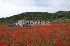 꽃, 필드, 자연, 청송, 화원, 사진,이미지,일러스트,캘리그라피 - asakao작가 크라우드픽 - 저작권 걱정 없는 상업용 이미지