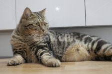 고양이, 개냥이, 동물, 표정, 얼굴, 사진,이미지,일러스트,캘리그라피 - 다다 팹삼공이작가 크라우드픽 - 저작권 걱정 없는 상업용 이미지