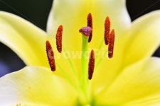 감성, 꽃, 백합, 아름다운, 향기, 사진,이미지,일러스트,캘리그라피 - space작가 크라우드픽 - 저작권 걱정 없는 상업용 이미지