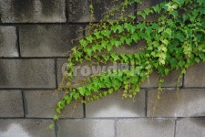 plant, 자연, 담쟁이, nature, 초록색, 사진,이미지,일러스트,캘리그라피 - 까망콩깍지작가 크라우드픽 - 저작권 걱정 없는 상업용 이미지