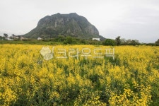 제주도, 제주도산방산, 케일꽃, 꽃, 꽃밭, 사진,이미지,일러스트,캘리그라피 - B cosmos작가 크라우드픽 - 저작권 걱정 없는 상업용 이미지