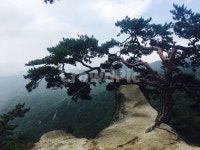 소나무, 강원도, 화천, 용화산, 바위, 사진,이미지,일러스트,캘리그라피 - Dooly작가 크라우드픽 - 저작권 걱정 없는 상업용 이미지
