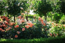 순천만국가정원1호, 테마공원, 자연생태공원, 자연, 옥외, 사진,이미지,일러스트,캘리그라피 - pandora4077작가 크라우드픽 - 저작권 걱정... 