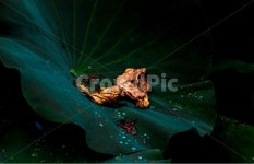 관곡지, 생태공원, 연잎, 물방울, 감성, 사진,이미지,일러스트,캘리그라피 - 봉구58작가 크라우드픽 - 저작권 걱정 없는 상업용 이미지