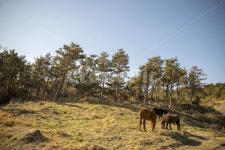 말, 목장, 제주도, 다정한, 따뜻한, 사진,이미지,일러스트,캘리그라피 - 아소작가 크라우드픽 - 저작권 걱정 없는 상업용 이미지