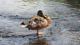 오리, 조류, 동물, duck, 개천가, 사진,이미지,일러스트,캘리그라피 - SeeOn작가 크라우드픽 - 저작권 걱정 없는 상업용 이미지