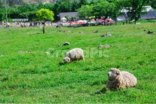 목장, 파란하늘, 숲, 들판, 목초지, 사진,이미지,일러스트,캘리그라피 - 집시작가 크라우드픽 - 저작권 걱정 없는 상업용 이미지