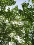 나무, tree, 자연, 슾, nature, 사진,이미지,일러스트,캘리그라피 - 차차찡작가 크라우드픽 - 저작권 걱정 없는 상업용 이미지