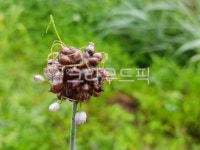 씨앗, 식물, 자연, plant, nature, 사진,이미지,일러스트,캘리그라피 - 쉼표더하기작가 크라우드픽 - 저작권 걱정 없는 상업용 이미지