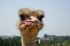 타조, 동물, 조류, 새, 부리, 사진,이미지,일러스트,캘리그라피 - 로투스작가 크라우드픽 - 저작권 걱정 없는 상업용 이미지