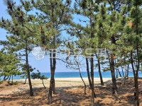 강원도, 강릉, 해변, 나무, tree, 사진,이미지,일러스트,캘리그라피 - 시선을담다작가 크라우드픽 - 저작권 걱정 없는 상업용 이미지