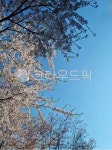 벚꽃, 봄, 꽃, 파란하늘, 나무, 사진,이미지,일러스트,캘리그라피 - 사막별작가 크라우드픽 - 저작권 걱정 없는 상업용 이미지