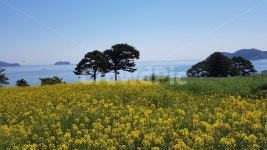 유채, 유채꽃, 배경, 바다, 노란색, 사진,이미지,일러스트,캘리그라피 - 하루끝에작가 크라우드픽 - 저작권 걱정 없는 상업용 이미지