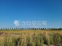 대부도, 나무, trees, 하늘, 파란, 사진,이미지,일러스트,캘리그라피 - tp1228작가 크라우드픽 - 저작권 걱정 없는 상업용 이미지