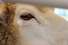 목장, 양떼목장, 풀, 들판, 울타리, 사진,이미지,일러스트,캘리그라피 - herjoon1610작가 크라우드픽 - 저작권 걱정 없는 상업용 이미지