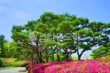 정원, garden, 자연, nature, 옥외, 사진,이미지,일러스트,캘리그라피 - 운사작가 크라우드픽 - 저작권 걱정 없는 상업용 이미지